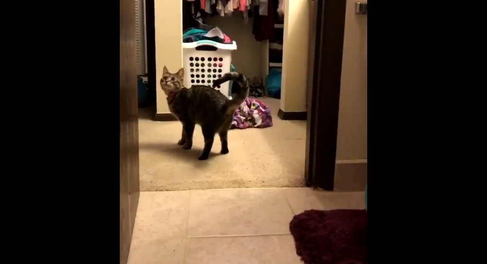 Кадр видео facebook.com/LADbible