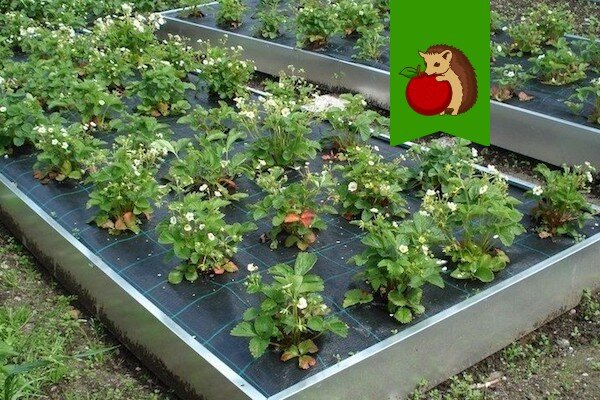 Фото: http://dachavremya.ru/wp-content/uploads/2015/11/varianty-ograzhdenij-dlya-gryadok-svoimi-rukami.jpg