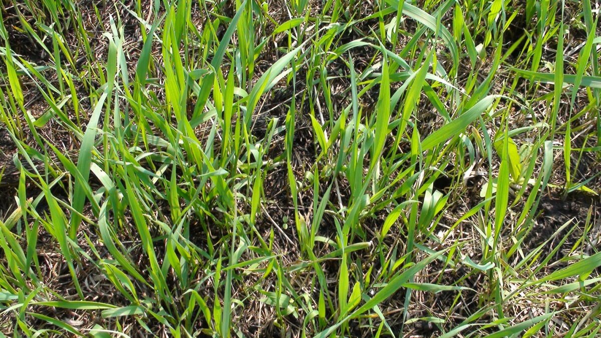 Elytrigia repens (Common Couch) - 1 - plant Photographed 1. Flickr