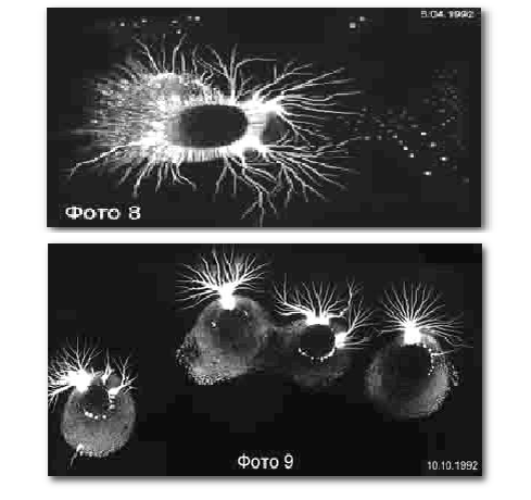 На  фотографии видно как энергетические сущности питаются энергией биологического существа