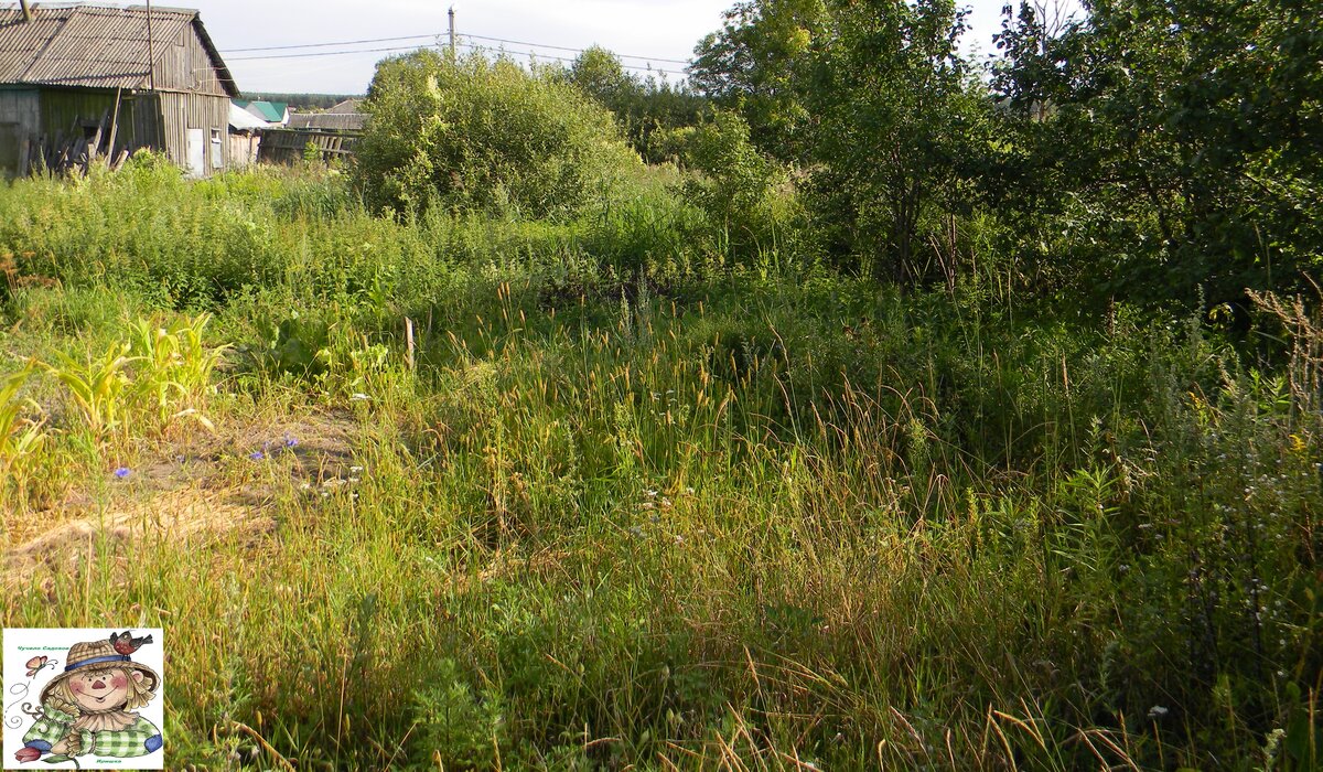 Камыш, лужа с кустарником и перепад высот .