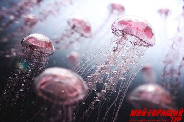 Опасны ли медузы на самом деле?