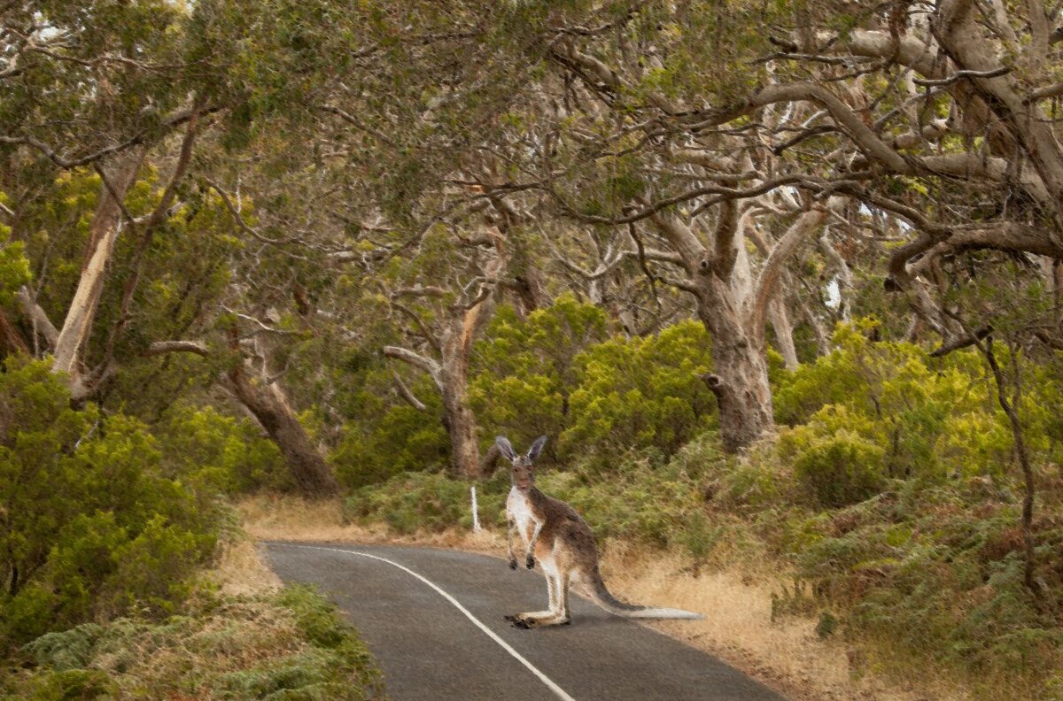 Кенгуру с лицом человека, тот самый снимок туриста