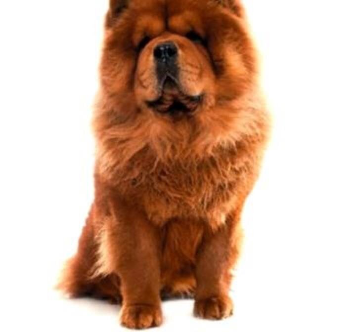 Собака породы Чау-Чау