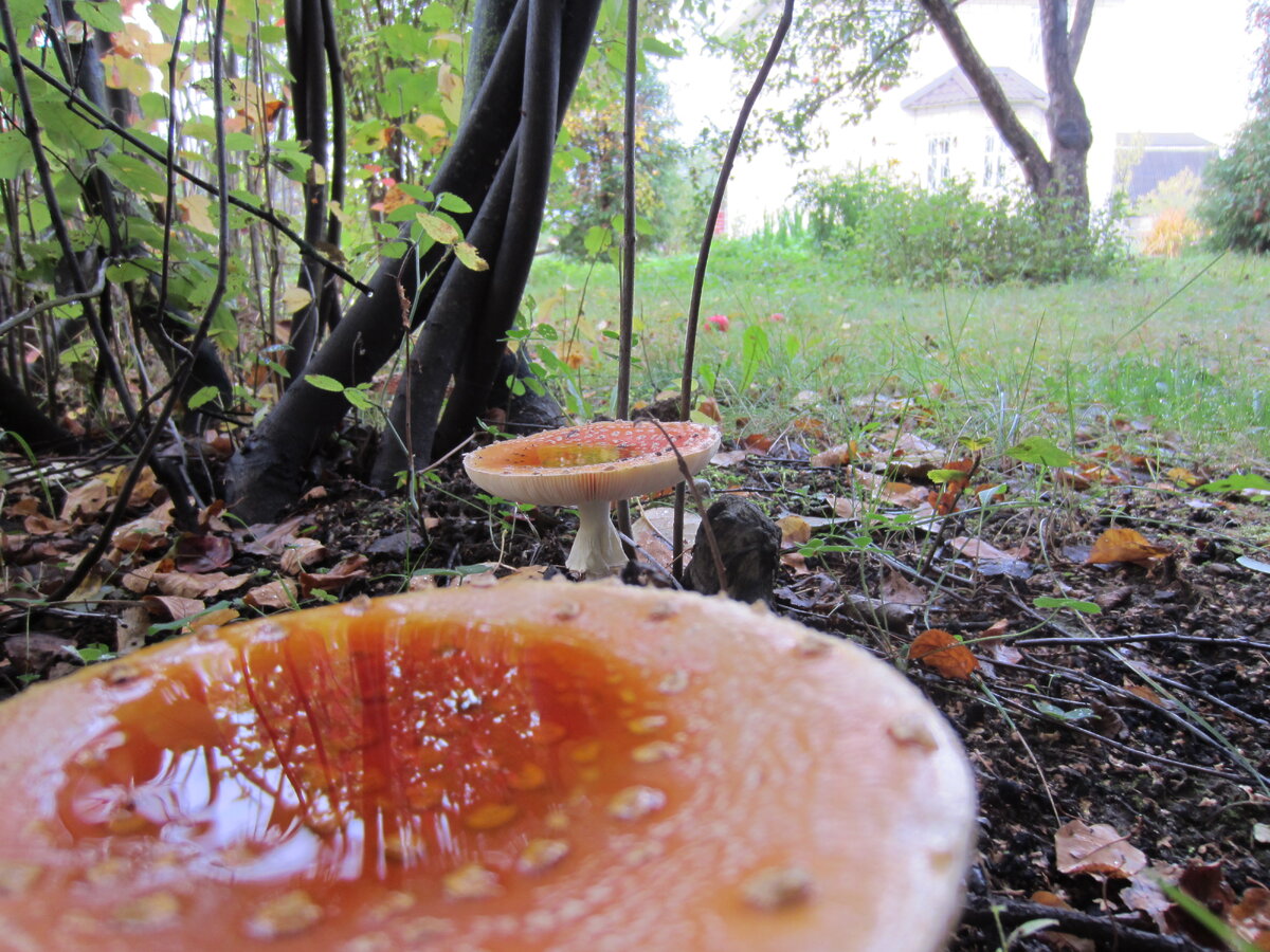 Дачные мухоморы. Отражение в "зеркале" с высоты своего роста снять вряд ли удастся!