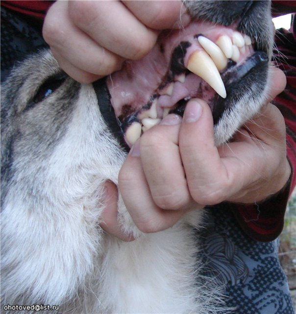 Оскал волэнда