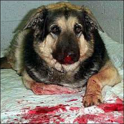 Проблемы с кровотечением из носа у собак: причины, симптомы и лечение