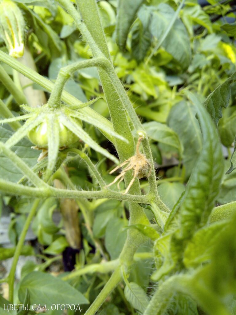 Источник: http://fl-garden.ru  