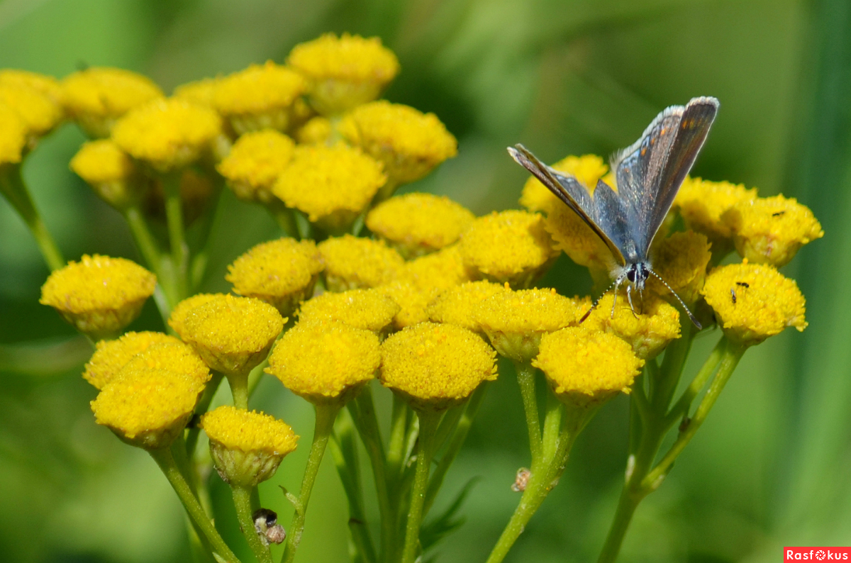 Фото: https://yandex.ru/images/