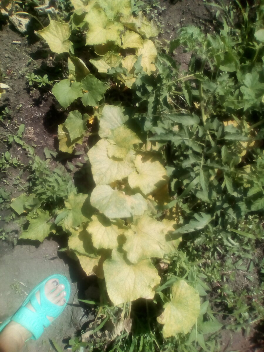 Огурцы так желтеют.