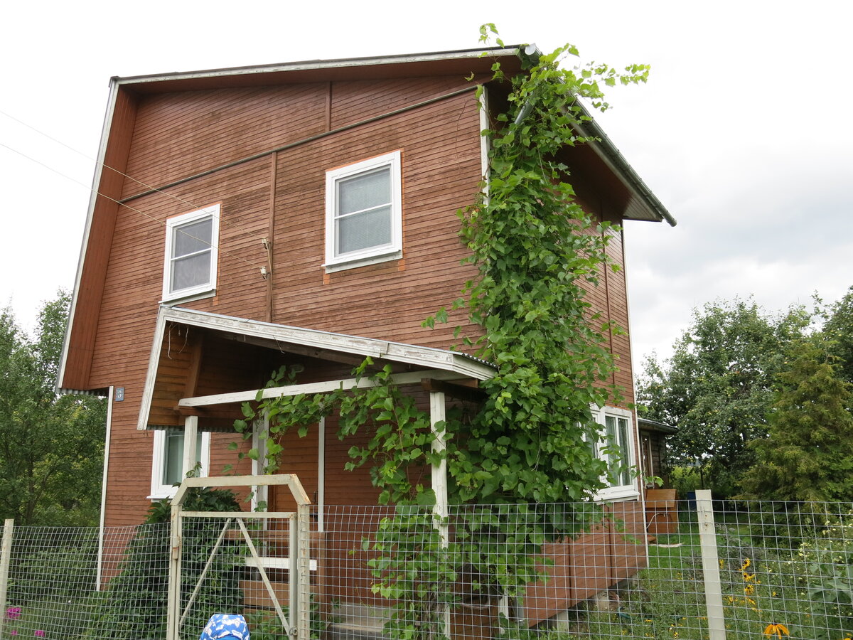 У Нины Петровны изабелла разрослась до самой крыши и выполняет функцию декоративного винограда. 