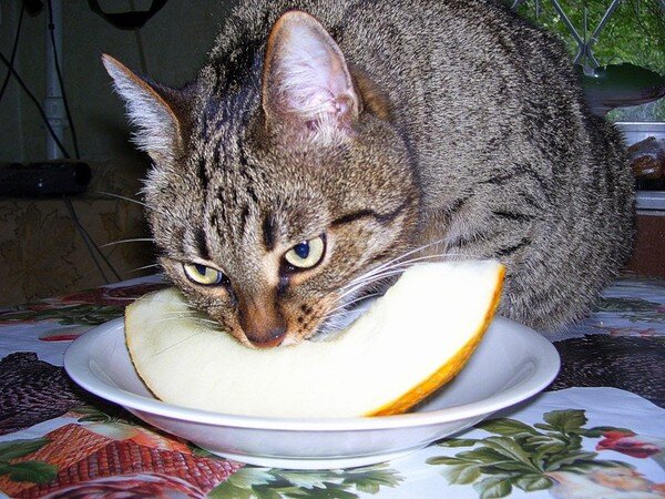 Дыня собакам. Кот ест дыню. Кошка дыня. Коты едят дыню. Кот ест Арбуз.