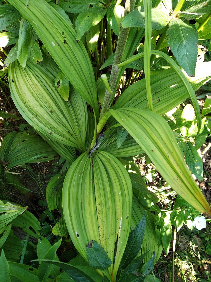 Гофрированные листья жёсткие, длиной около 30 см