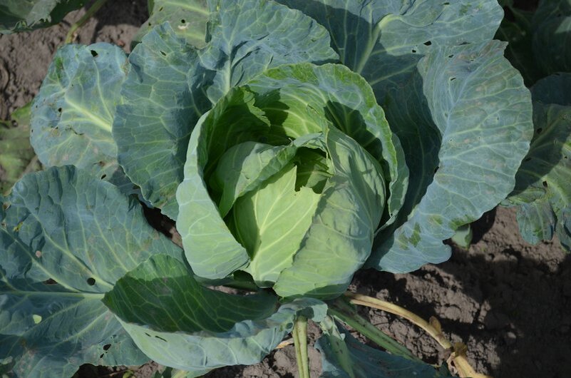 Капуста практически не повреждена гусеницами.