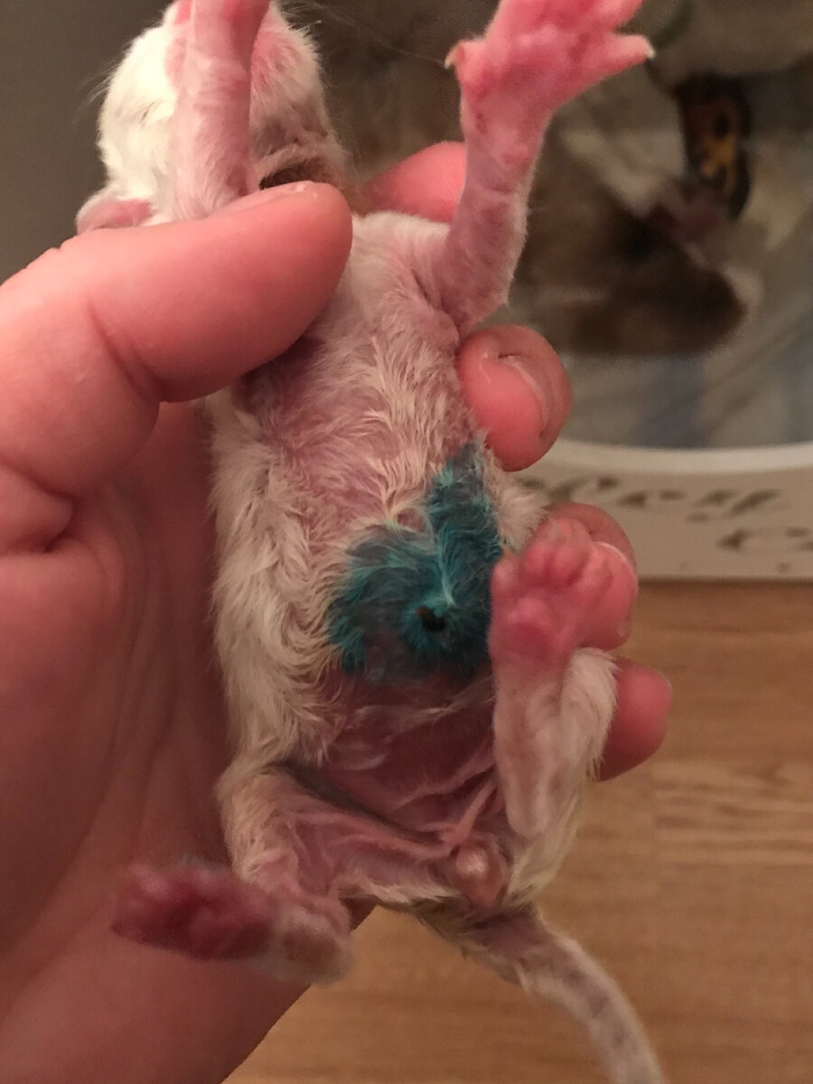 День первый. Ранка обработана Террамицином 