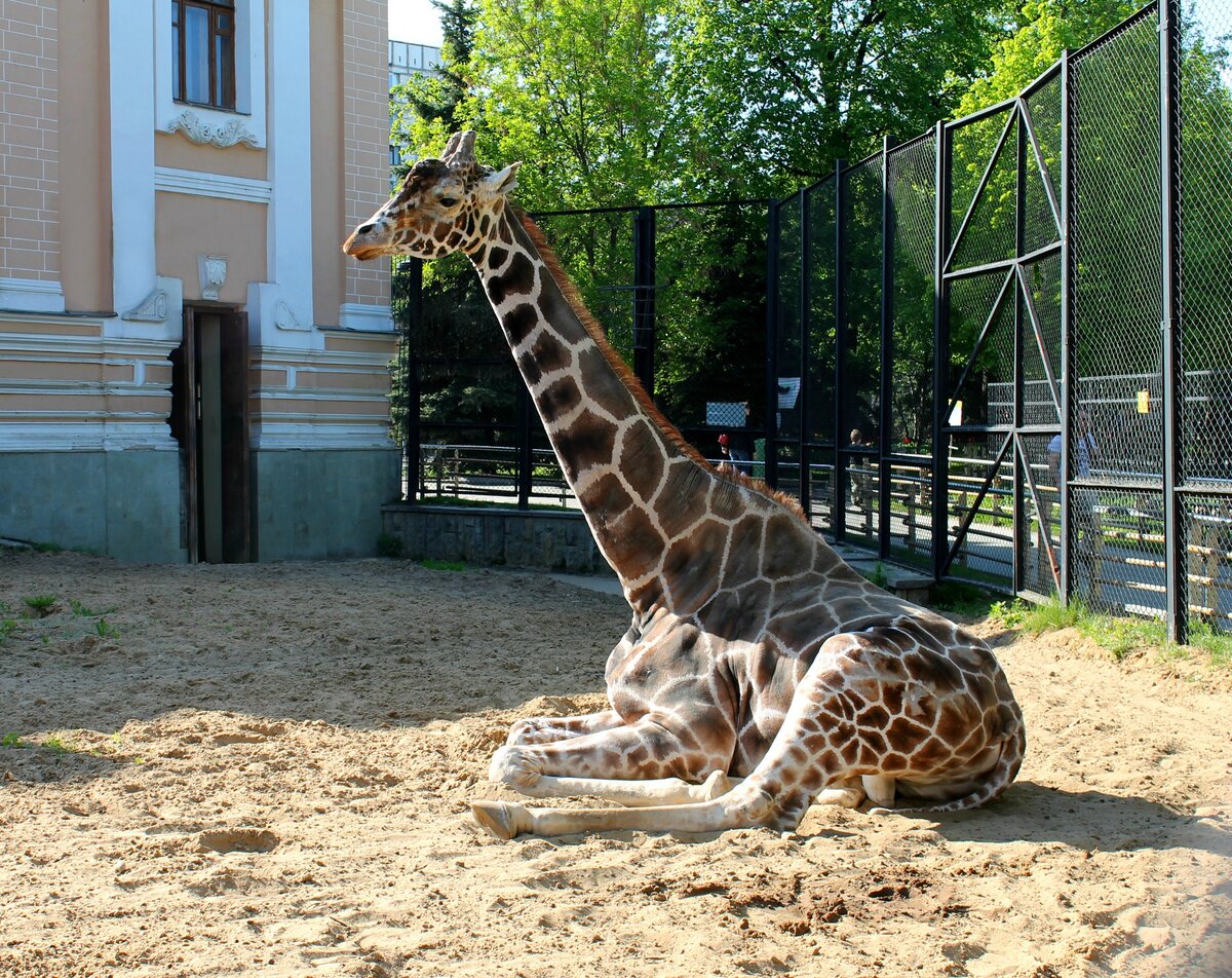 московский зоопарк все животные