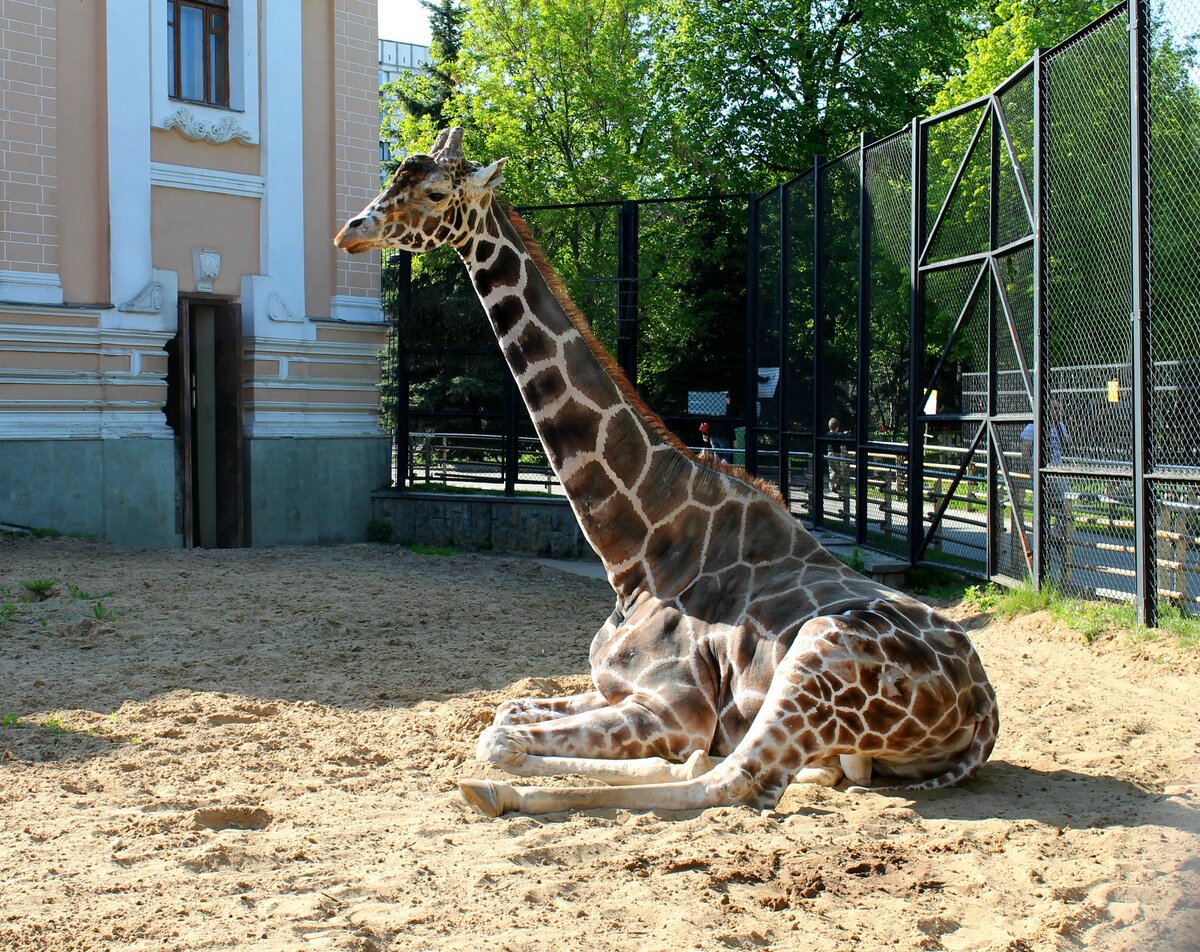 Animal moscow. Жираф Самсон Московский зоопарк. Московский зоопарк Жираф Самсон Гамлетович. Жираф в Московском зоопарке. Самсон Гамлетович Ленинградов.