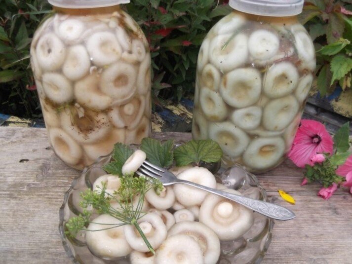 Солёные грибочки