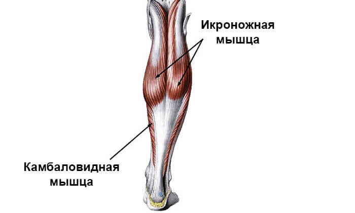 Судороги икроножных мышц