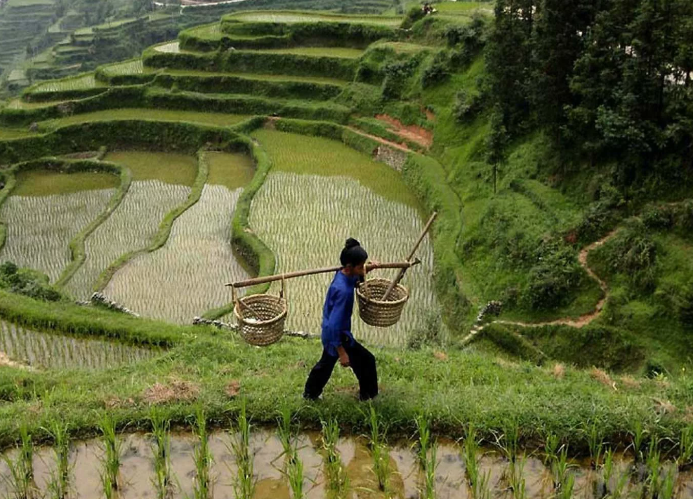 Самые сельскохозяйственные страны. Рисоводство в Китае. Земледелие, рис в Китае. Рисовые плантации в Китае. Сельское хозяйство Китая рис.