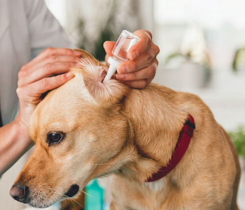 Ушные капли для собак - обзор популярных ветеринарных средств | Лапа помощи  | Дзен