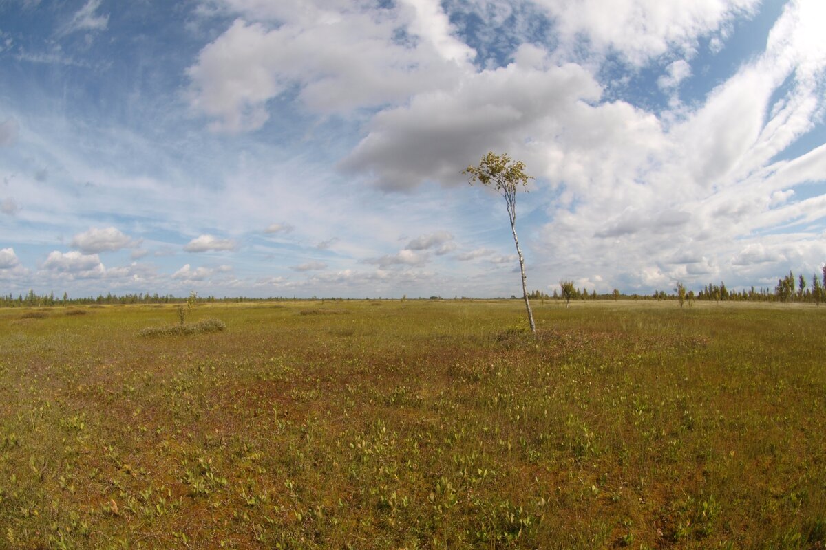 Плавницкое болото