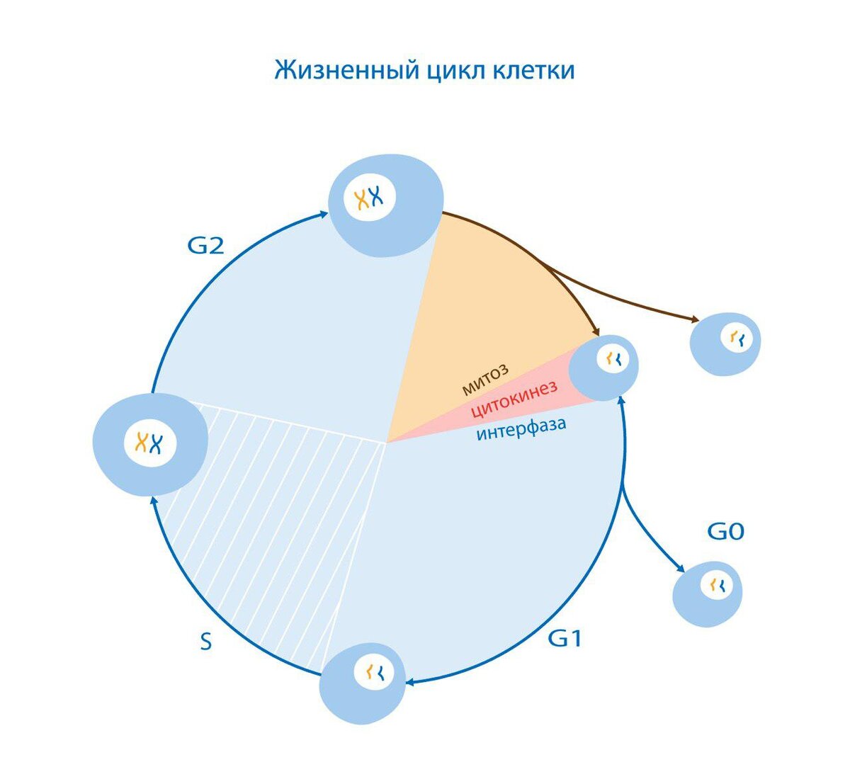 Жизненный цикл клетки картинка