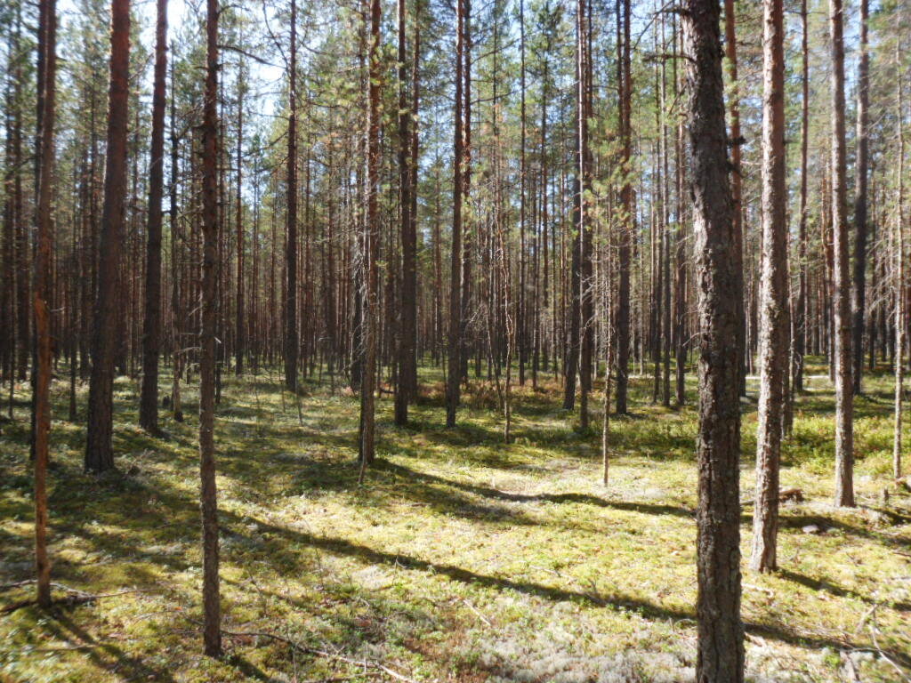 Лес под Приозерском