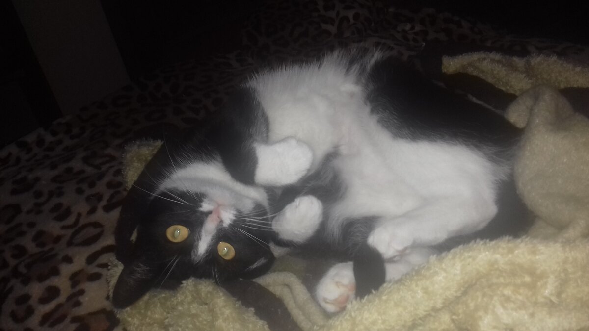 Кошка Мальвинка. Фото автора истории. 