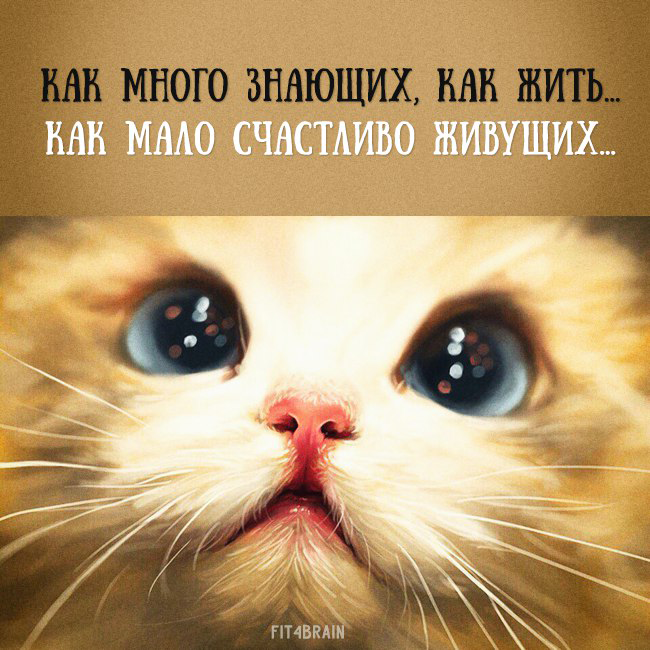 Статус про милых