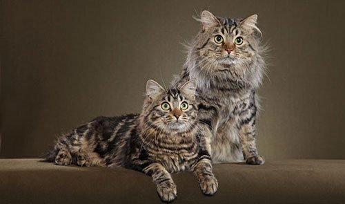Фото 2. Американский бобтейл - умная и дружелюбная кошка 