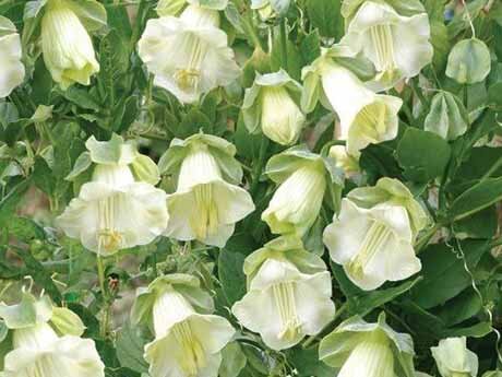 Не менее примечателен сам рост растения.. Сначала плети бордового цвета с нежными , как бы прорисованными кисточкой листьями, нежные усики, которые цепляются за все, что попадется и за себя тоже, поэтому направляйте по мере роста..