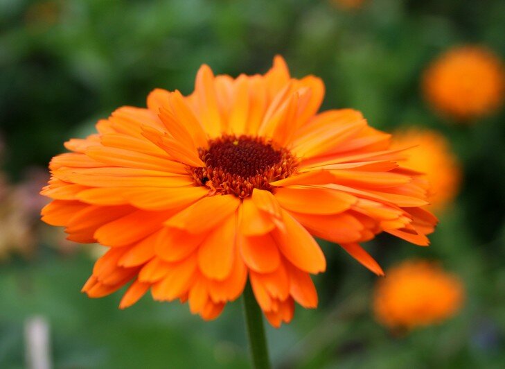 Fingernails or calendula