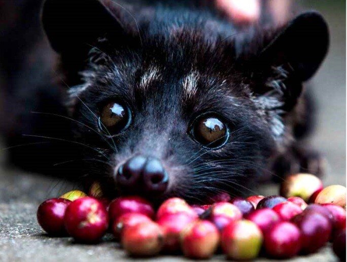 Зерна кофе Kopi Luwak