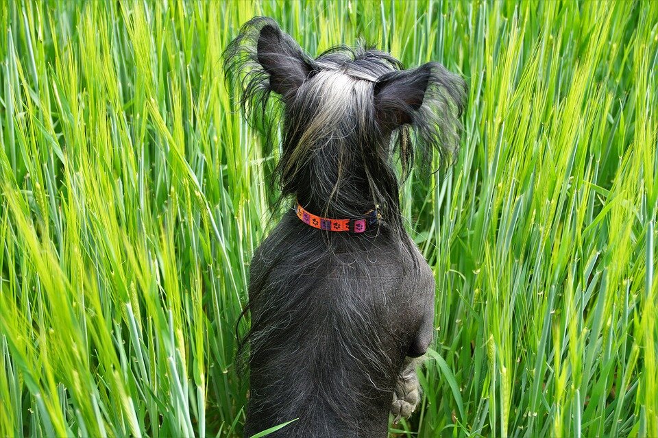 https://cdn.pixabay.com/photo/2017/12/31/15/43/dog-3052608_960_720.jpg