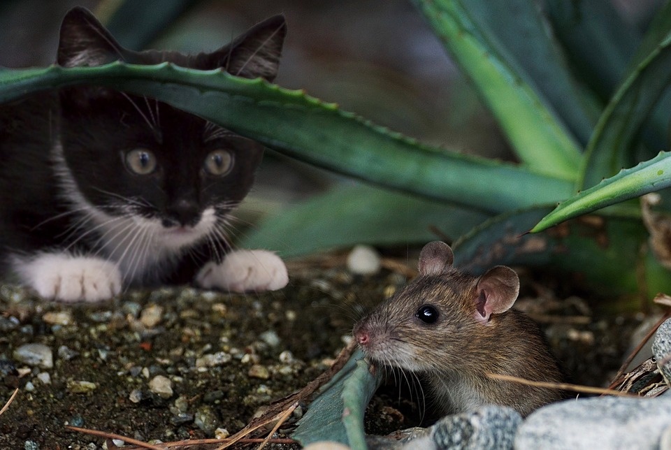 https://pixabay.com/photos/katz-mouse-animal-cute-funny-2821316/
