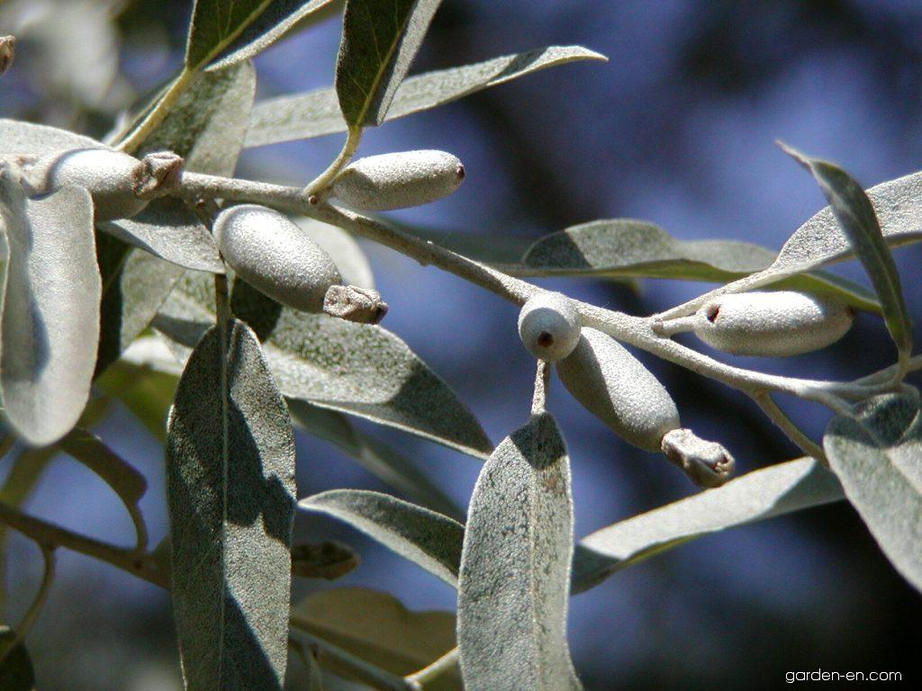 https://www.garden-en.com/images_forum/gallery/1332/14908-elaeagnus-angustifolia-00313-020811-315295.jpg