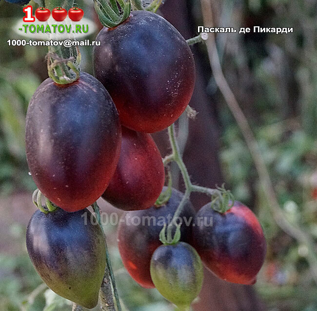 Томат лошадь паскаля. Паскаль пикардии томат. Томат паскаль из пикардии высота. Томат паскаль де пикарди. Па каль де пиккарди (антоциан) томат.