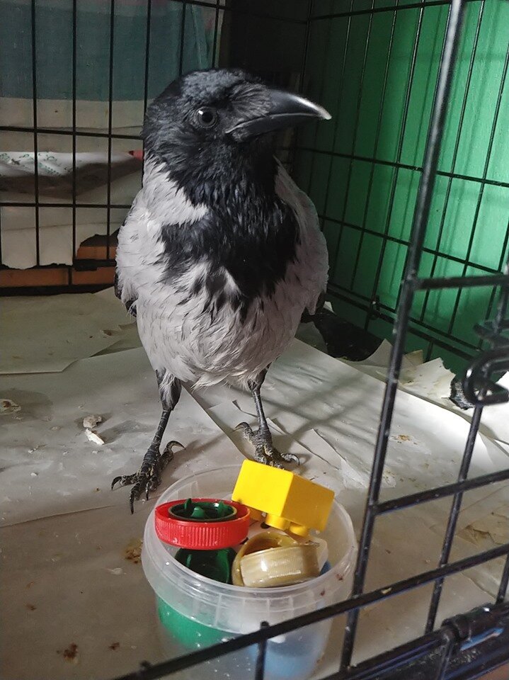 Ворона Соня и ее игрушки