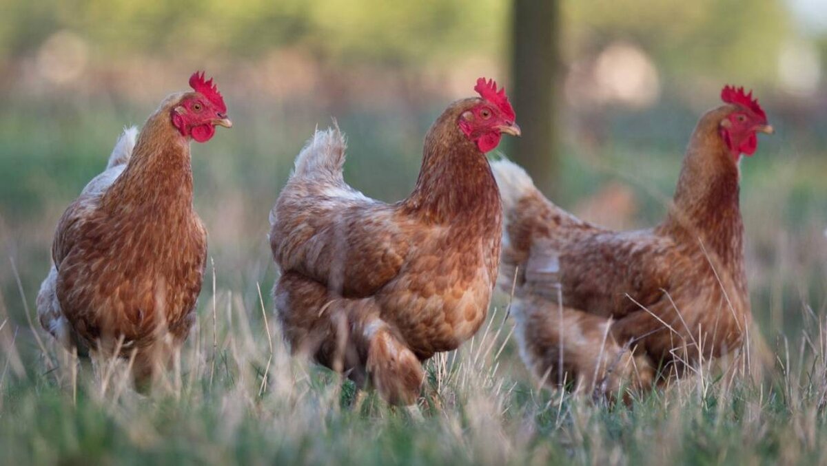 фото с сайта https://www.stuff.co.nz/