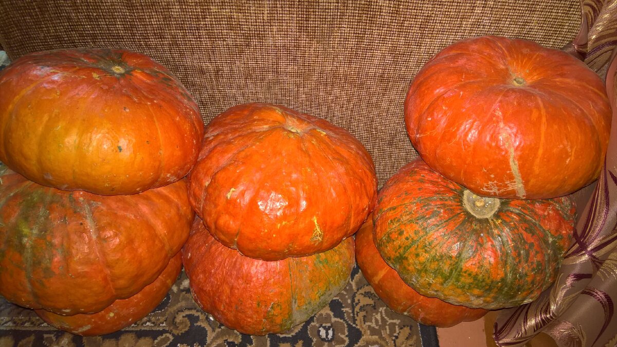 Тыкву я теперь заготавливаю на целый год