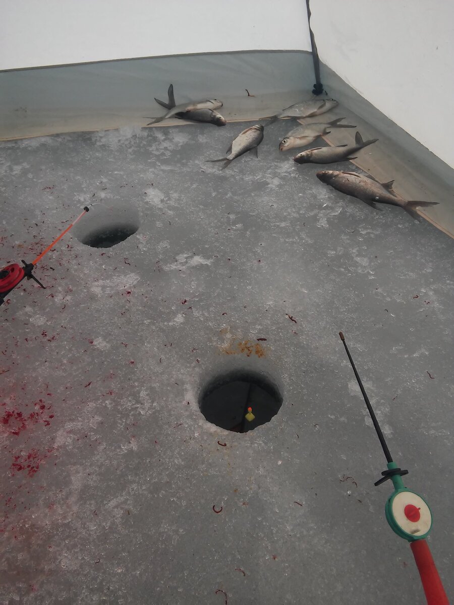 Когда сильный ветер, комфортно рыбачить в палатке. 