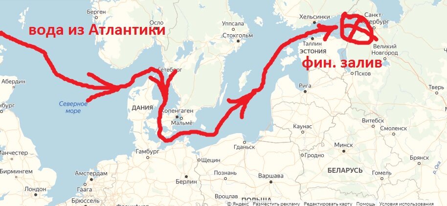 Флора и фауна Финского залива