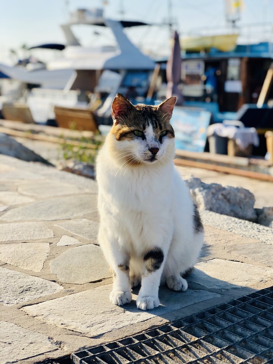 Кипрский кот
