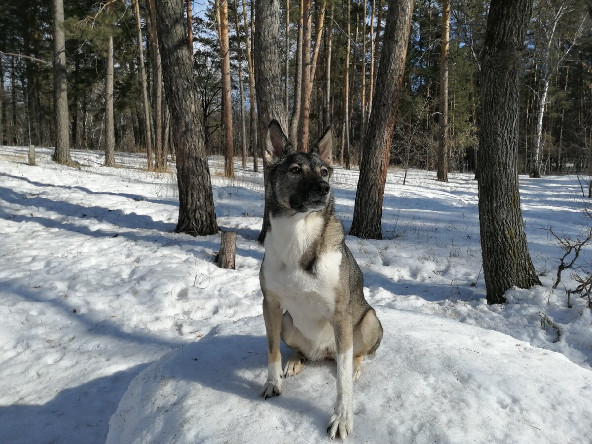 #ласковаялайка Герда