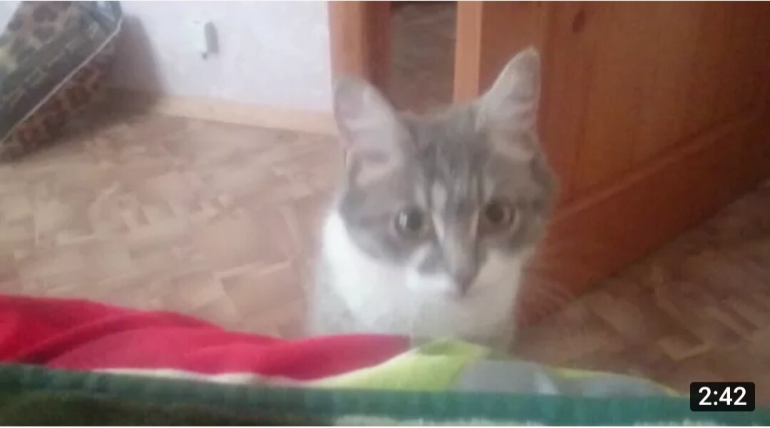 юля кошка youtube | Дзен