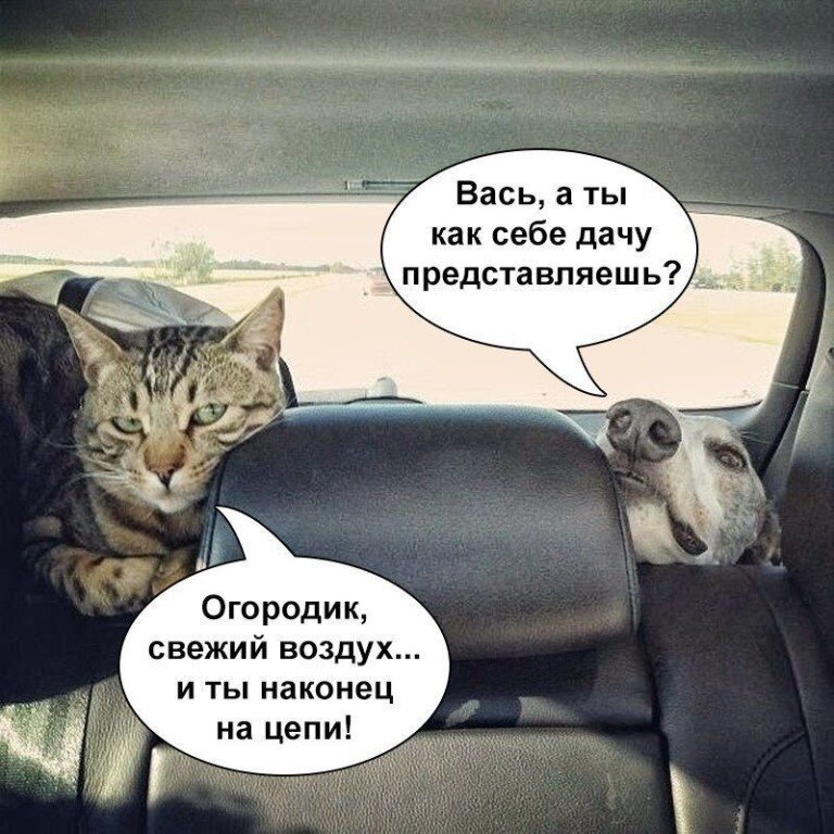 Юмор в картинках свежие смешные с надписями