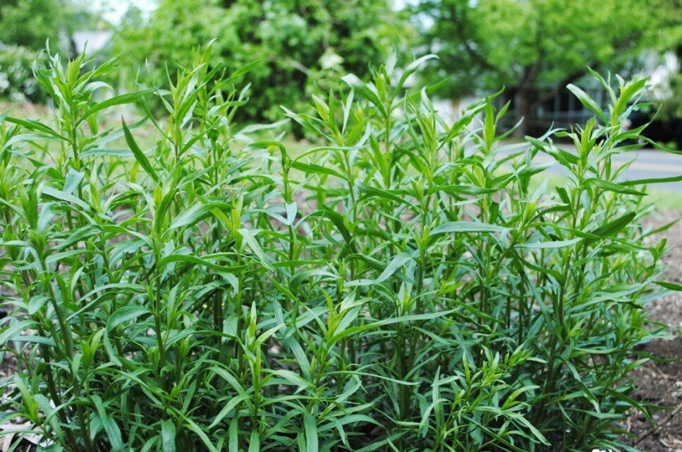 Фото взято из открытых источников интернета