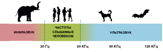 Может ли человек произвести ультразвук?