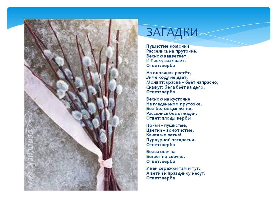 С праздником вербное воскресенье. Стих про вербу для детей. Верб программа. Верб программа. Легенда о вербе для детей.